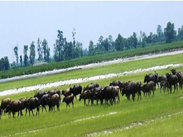 Anthrax bacteria in Koshi Tappu threatens protected species