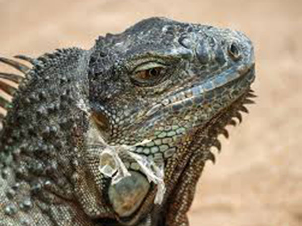 Chilly With a Chance of Iguanas: NWS Warns Floridians to be Ready for Unusual 'Weather Phenomenon'