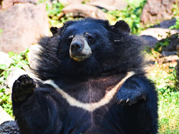 'Obese' bear removed from Pennsylvania club after living in poor conditions for 'possibly decades': report