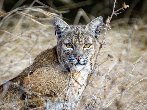 Montana fishermen catch live bobcat in fishing net on lake