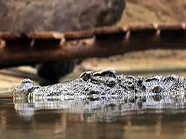 Massive crocodile spotted in Ohio creek while children were playing in water