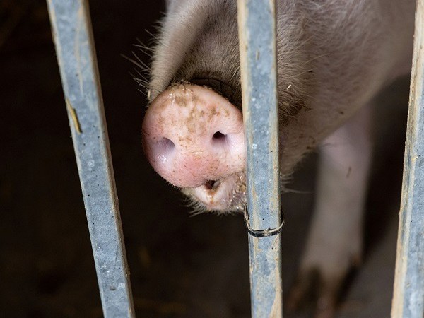 Czech detects 1st African swine fever case in 5 yrs