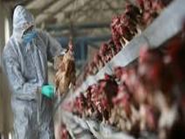Risk of avian influenza infection in humans