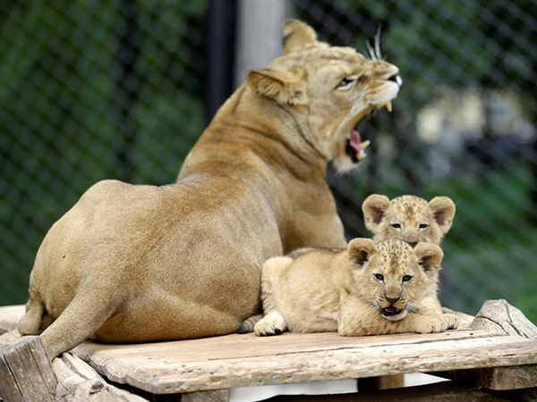 Hilarious video shows lion cub spooking her mom