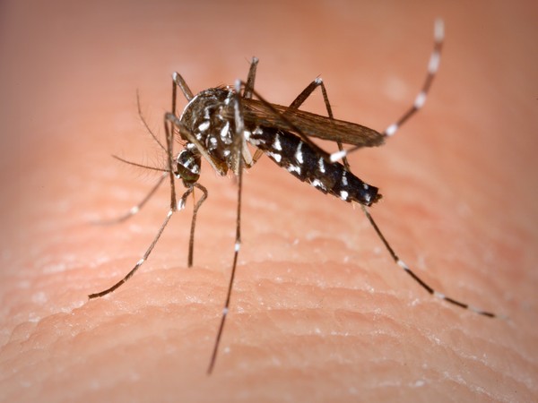 Rapid rise in dengue mosquitoes reported in Sri Lanka