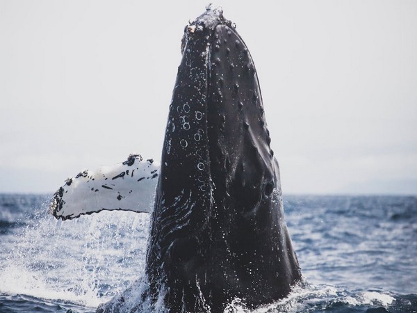 Escaped death after falling into the mouth of a humpback whale