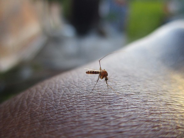 Dengue fever cases in Sudan exceed 4,000