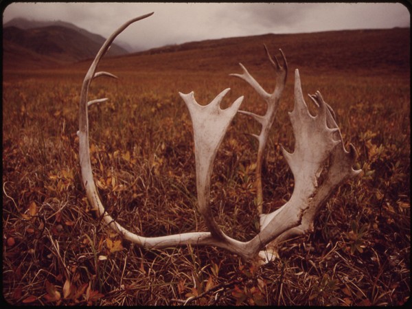 Wisconsin hunter makes possible record-breaking buck discovery