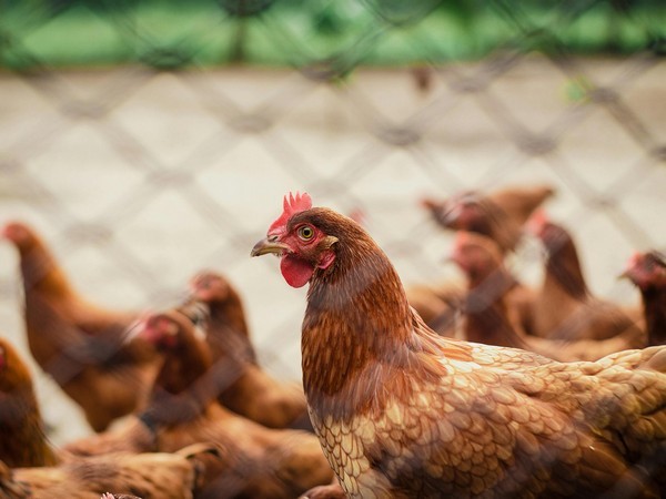 US has critical bird flu case, California declares state of emergency