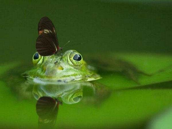 Tropical Australian frog declared extinct