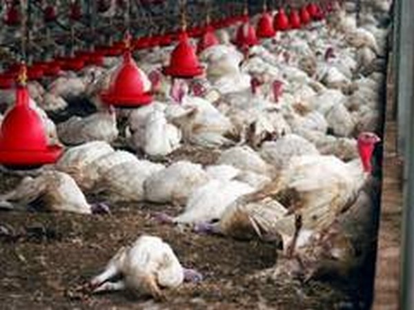 Bird flu spreads to new countries, threatens non-stop "war" on poultry
