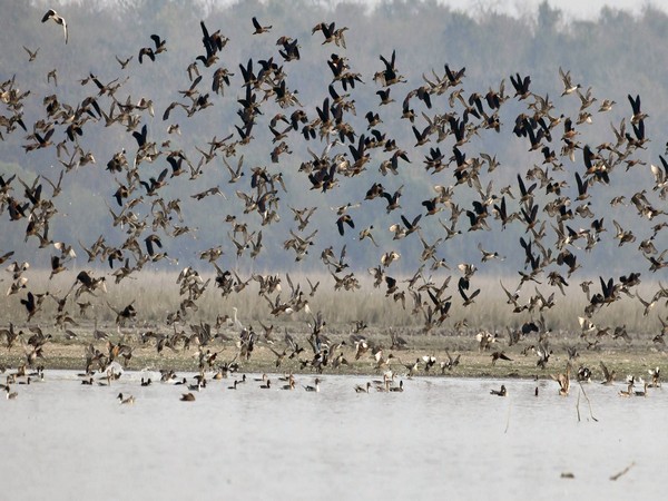 Aviation hazards from flocks of birds,