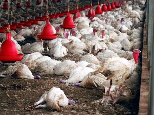 Bird flu outbreak reported at Bulgarian farm