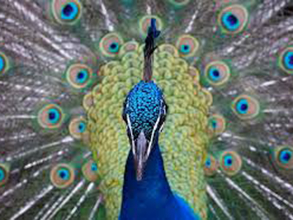 California man arrested on suspicion of running over, killing peacocks: police