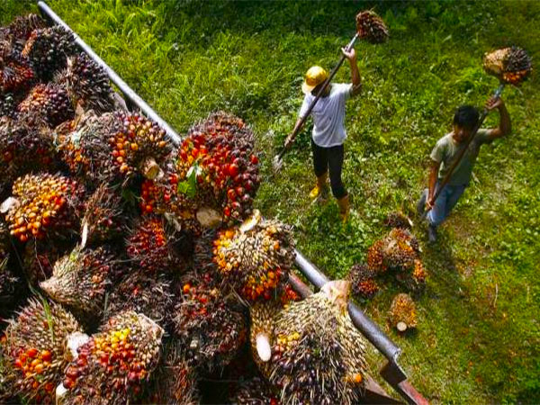 Colombian farmers embrace green pivot