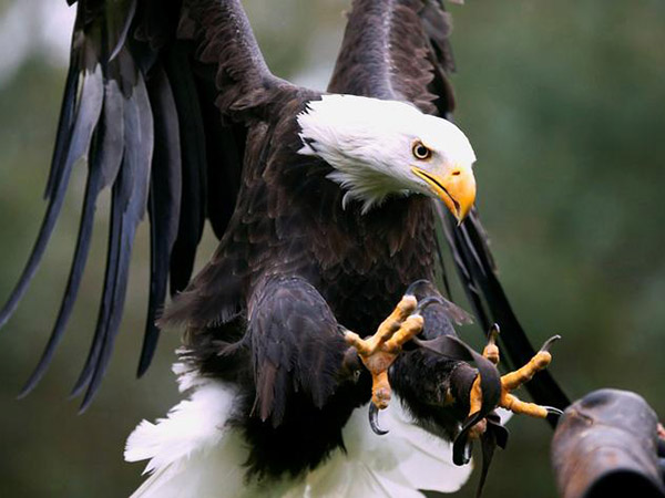 Wisconsin bald eagle had so much lead in system it couldn't hold its head up, rescuers say