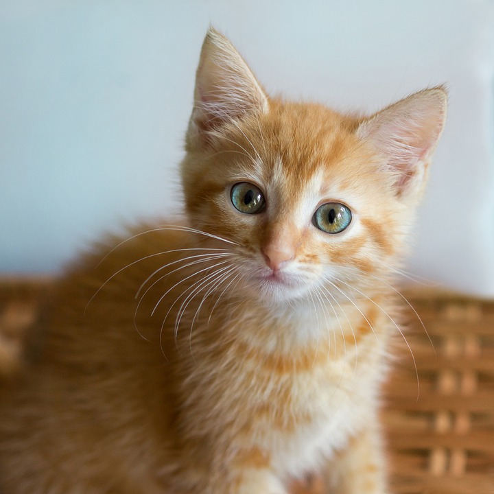 North Carolina animal rescue posts brutally honest cat adoption ad: 'She's just a jerk'
