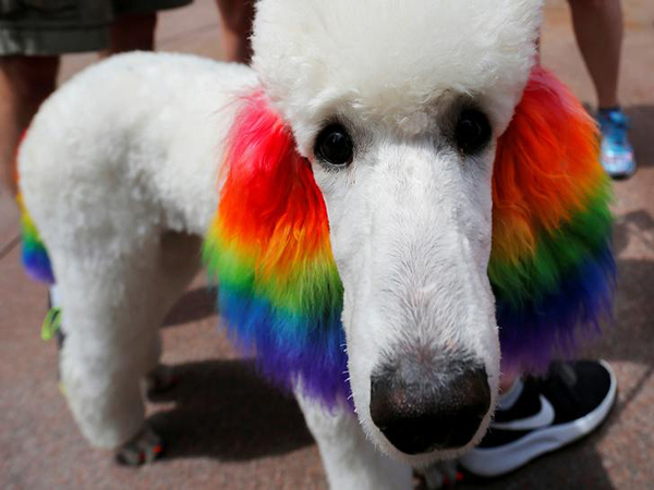 Canadian service dogs attend 'Billy Elliot' production, photo goes viral