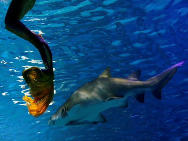 Shark takes bite out of surfboard as Hawaii teen escapes attack by inches