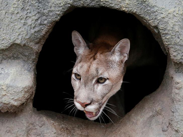 Third cougar captured amid city's coronavirus lockdown