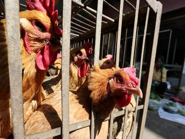 Bird flu situation 'worrying'; WHO working with Cambodia