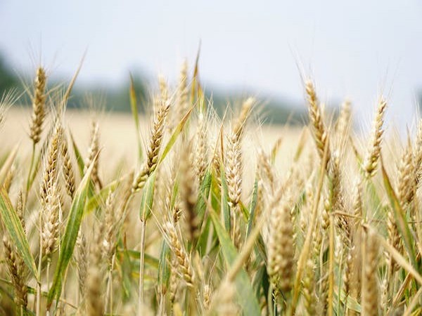 Grain deal extension good news for world: UN chief