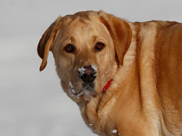 Dog with 6 legs adopted by bullied teen: 'Now he's got a best friend'