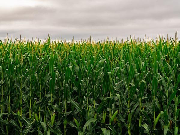 U.S. agricultural futures close mixed