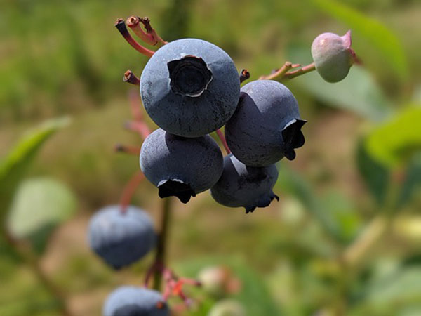 'Vindictive' sellers of blueberry farm destroyed crop with herbicide, judge rules