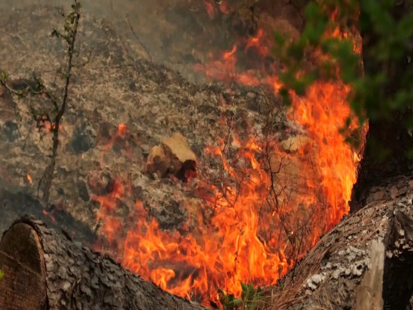 Area larger than Belarus burned by fires in Brazil so far this year