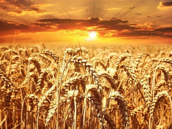 Canada drives innovation in wheat sector to improve production