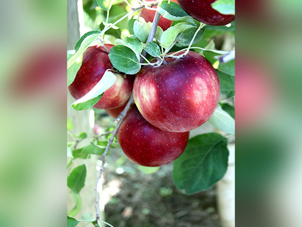 New 'Cosmic Crisp' apple variety lasts 'for more than a year,' farmers say