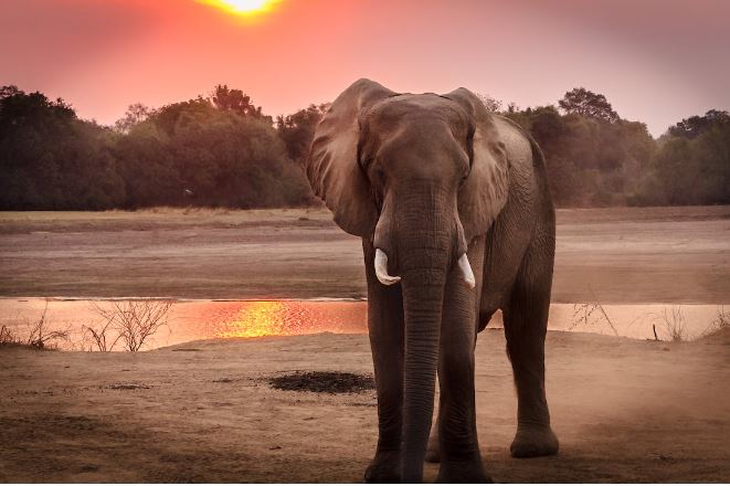 Thailand takes back elephant from Sri Lanka over abuse claim