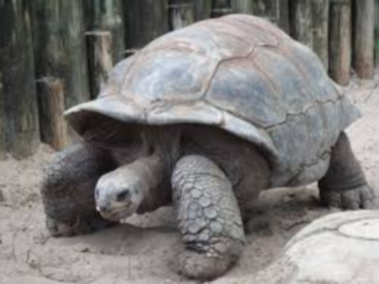A 194-year-old tortoise, world's oldest land animal