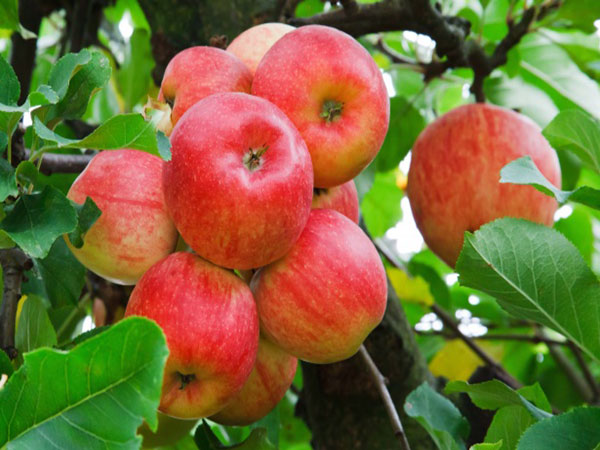 New 'Cosmic Crisp' apple to hit produce shelves soon