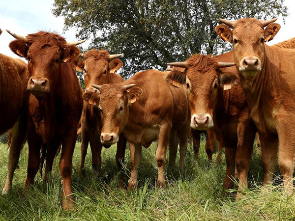 Wisconsin brothers on cattle business trip feared dead after visiting farm, Missouri man arrested
