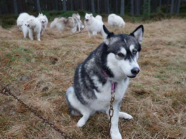 Seven years astray: Missing dog reunited with owner thanks to microchip