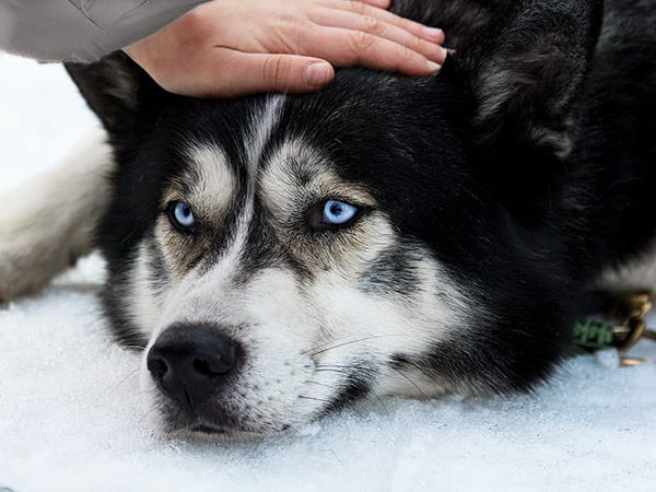 Jubilee, a shelter dog with 'weird' eyes, finds forever home after going viral on Facebook