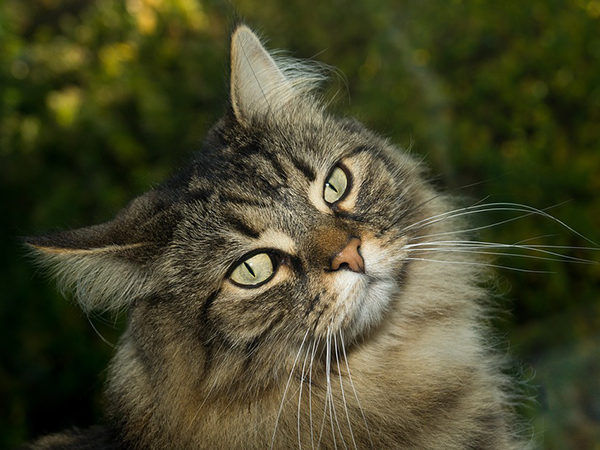 Cat's former owner sues woman who wouldn't let adopted pet sleep in the bed with her