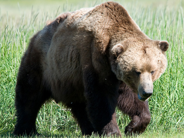 Brown bear photo-bombs 'oblivious' fishermen in wildlife photographer's photo