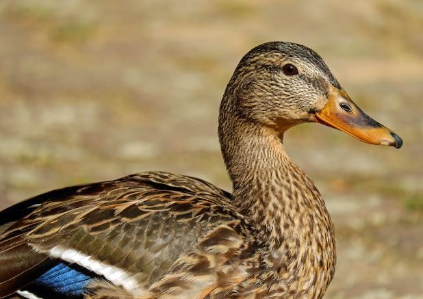 France detects bird flu on vaccinated ducks: official
