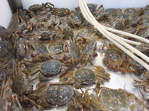 Ohio customs agents seize 3,700 'invasive' mitten crabs hidden in shipments from China, Hong Kong: officials