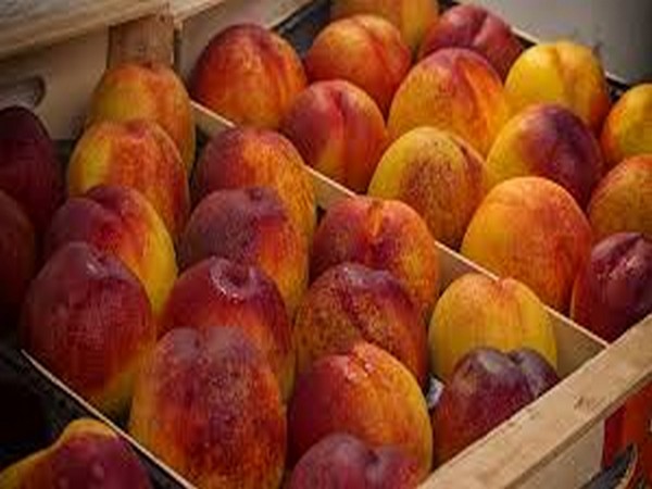 Over 2,000 fake products seized in Abu Dhabi