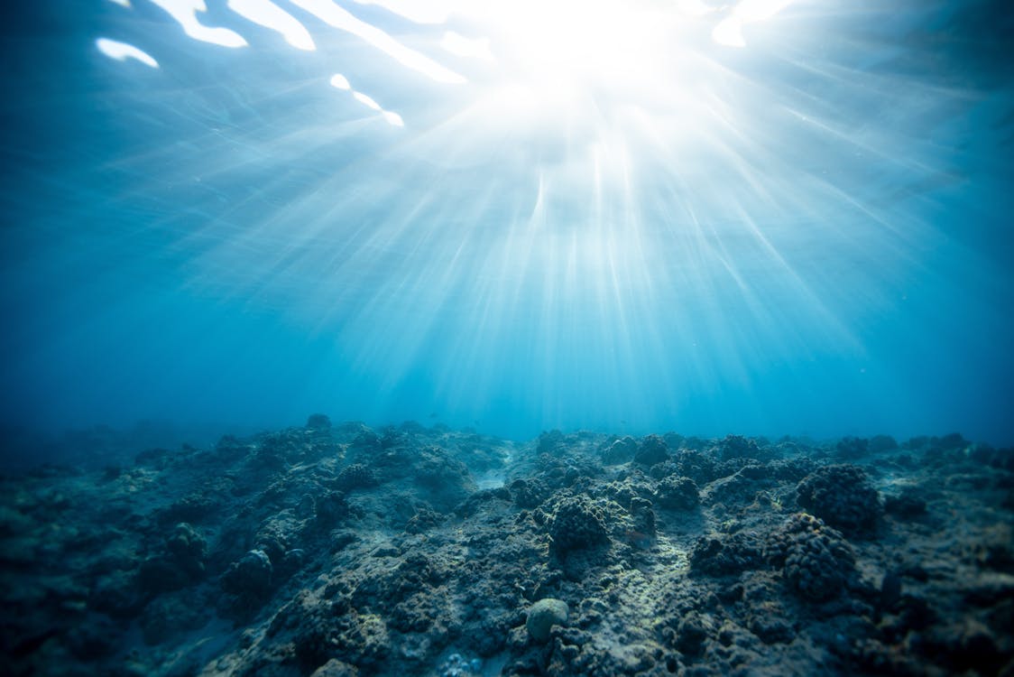 44% of warm-water coral species face extinction: Study