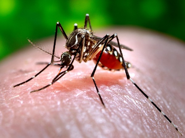 Surge in dengue fever continues in Pakistan