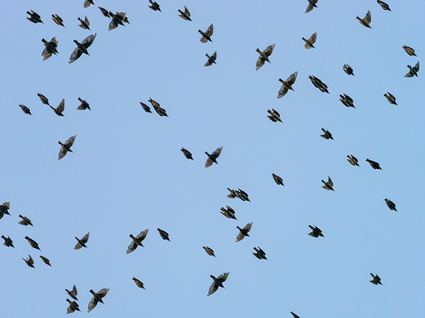Two-thirds of American birds at risk of extinction, new report claims
