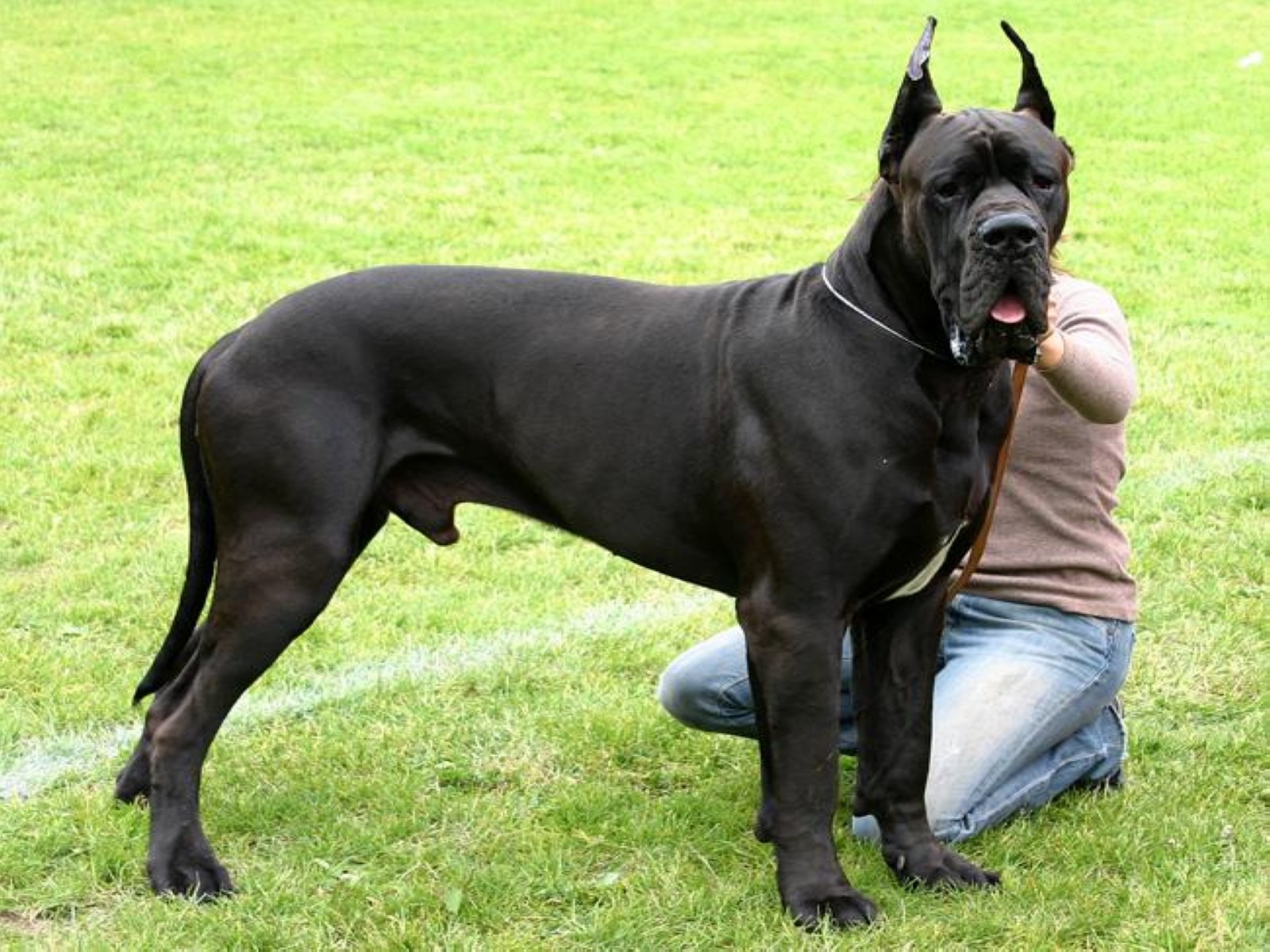 Large dogs age more quickly than small dogs at a molecular level