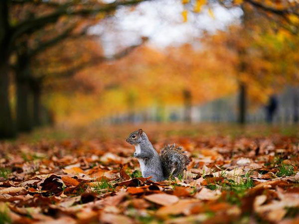 Man's tiny picnic table for squirrels goes viral, prompts people in quarantine to build their own