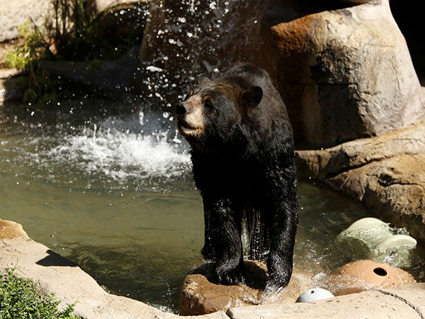 Bear nudges awake Massachusetts man napping by pool in surprising video: 'So startled'