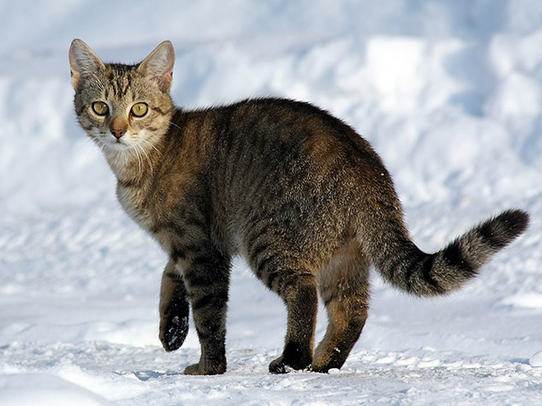 Family finds missing cat 6 years later, only to get terrible news